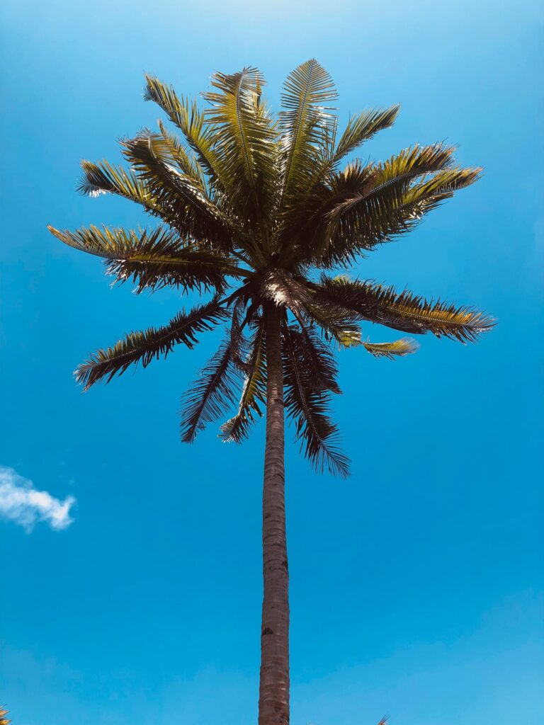 セブ島の太陽に向かってまっすぐ伸びるヤシの木
