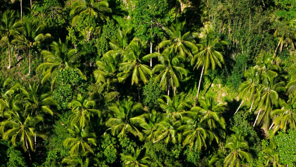 セブ島の青空の下、道いっぱいにヤシの木が生い茂る美しい風景
