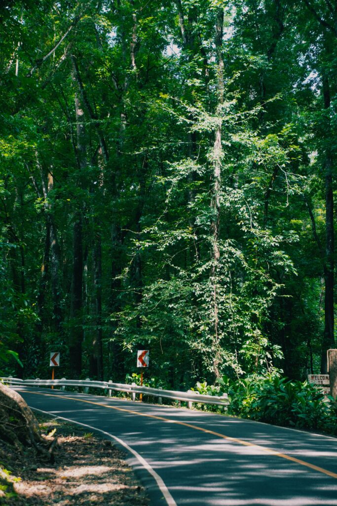 ボホール島の緑豊かな森の中を通り抜ける、カーブのある舗装された道路