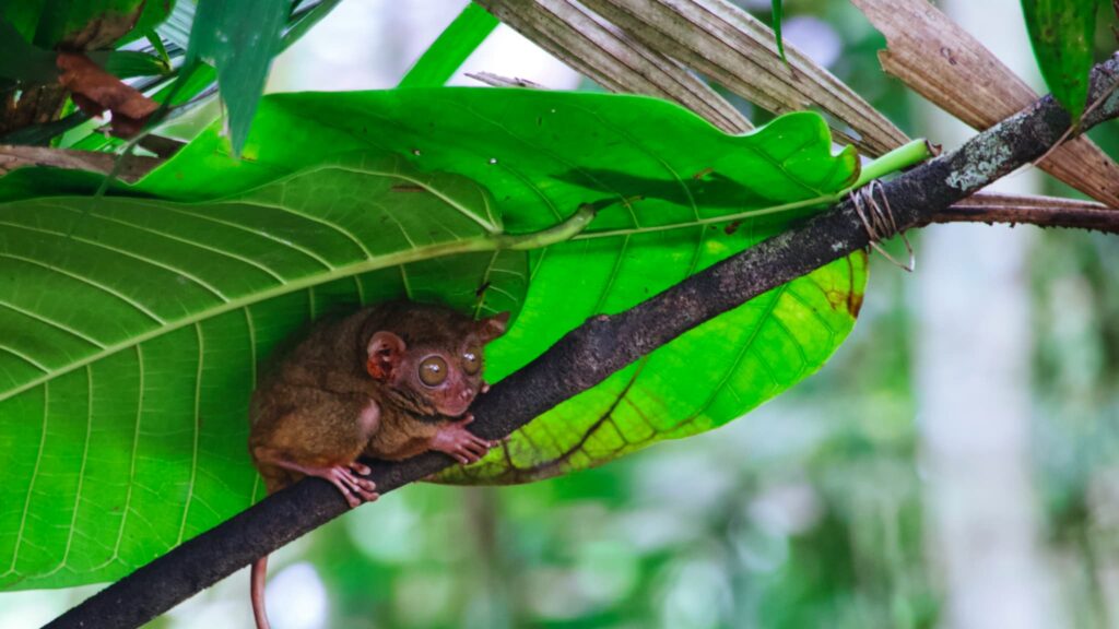 大きな緑の葉の下で木の枝にしがみつく、大きな瞳が特徴的な世界最小級の霊長類ターシャ