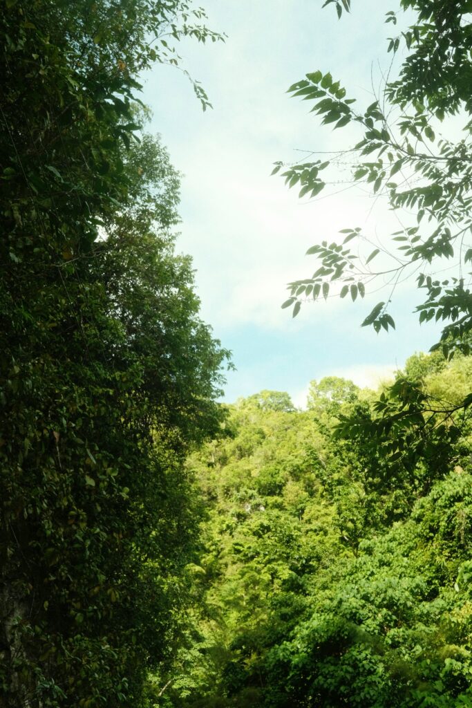 青空へと向かって生き生きと生い茂る、緑豊かな木々と森林を見上げた景色