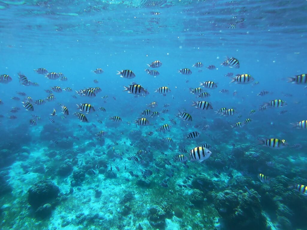 透明度の高い美しい青い海の中を群れで泳ぐ、縦縞模様が入った小さな熱帯魚たち