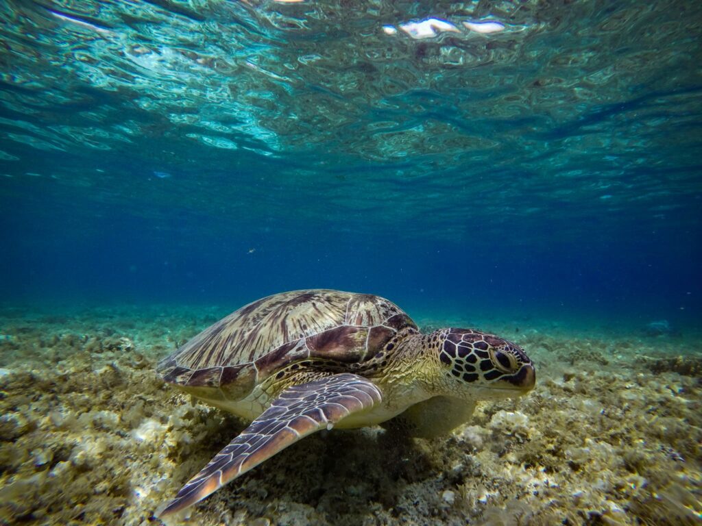セブ島の海で泳ぐウミガメ
